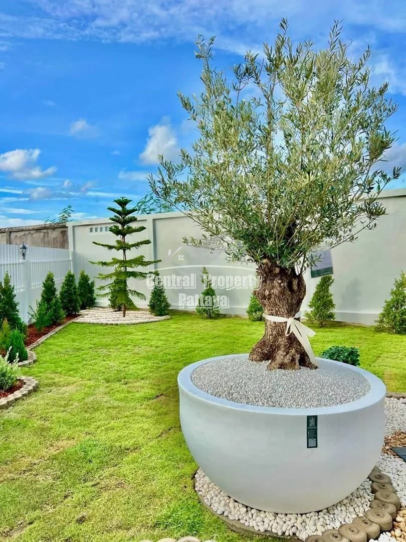 Warm & Elegant Corner Home with Imported Olive Tree Garden 2
